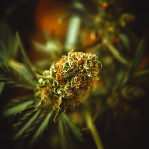 melodetta reviews|Melonatta Marijuana Strain Information & Reviews.